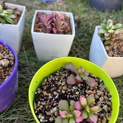 【激安】桜吹雪【多肉植物】200円の画像