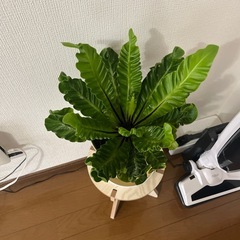 12日迄の取引き可能な方‼️②観葉植物アスプレニューム🪴の画像