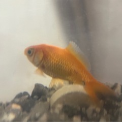 金魚　体調約3センチ　もらってくださいの画像