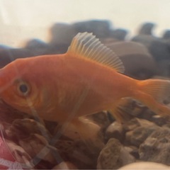 金魚　体調約3センチ　もらってくださいの画像