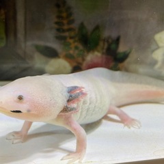 ウーパールーパー
の画像