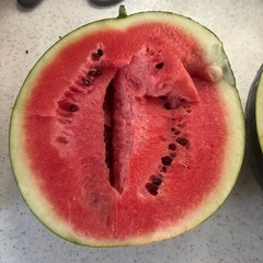 取れたてスイカの画像
