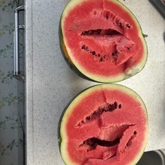 取れたてスイカの画像