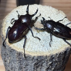 ニジイロクワガタ　アンバーペアの画像