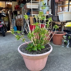紫陽花　2の画像