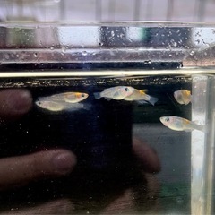 ユリシスパラディーゾの画像