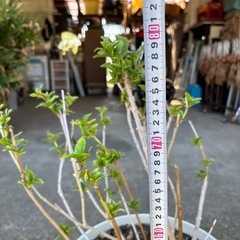 紫陽花　1の画像