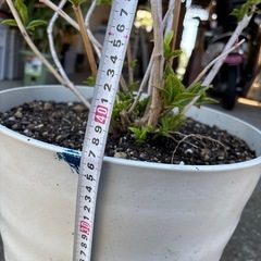 紫陽花　1の画像