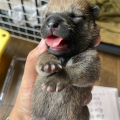 里親決定　野崎様　柴犬の赤ちゃん　譲渡時期は12月1日以降…