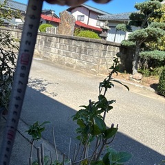 紫陽花　2の画像