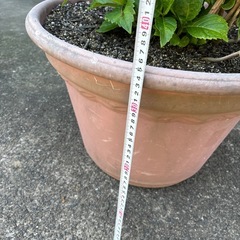 紫陽花　2の画像