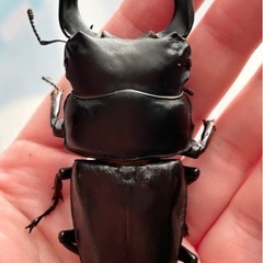 国産オオクワガタYG血統の画像