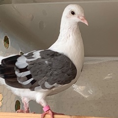 ギン鳩オス3羽メス1羽4才