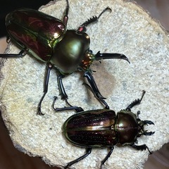 ニジイロクワガタ　ノーマルペアの画像