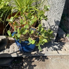 植木　植木鉢セットの画像