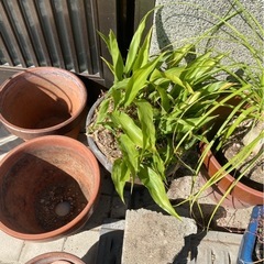 植木　植木鉢セットの画像