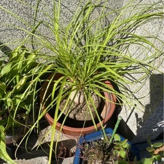 植木　植木鉢セットの画像