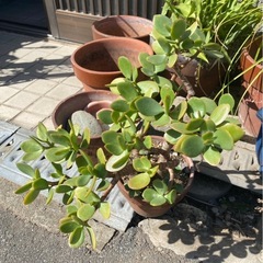 植木　植木鉢セットの画像