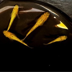 サンシャインメダカおす♂2♀3 の画像