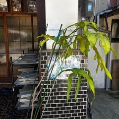 鉢植え　
月下美人の画像