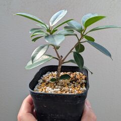 ガジュマル（台湾ガジュマル）挿し木の画像