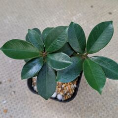 ガジュマル（台湾ガジュマル）挿し木の画像