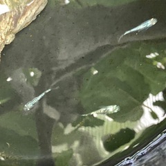 レックウザ(ショート&普通体系)-5匹の画像