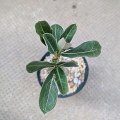 アデニウム　オベスムの画像