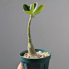 アデニウム　オベスムの画像