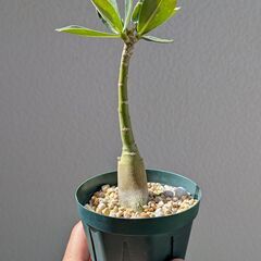 アデニウム　オベスムの画像