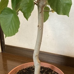ウンベラータ②約133cm 幅約74cm 8号鉢　鉢皿セットの画像