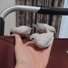 シルバー文鳥の雛差し上げます(4羽、1家庭1羽)