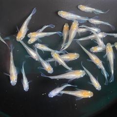 阿修羅　アシュラ　メダカの画像