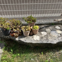 庭石（庭でテーブルとして使用してました）の画像