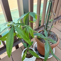 観葉植物3点の画像