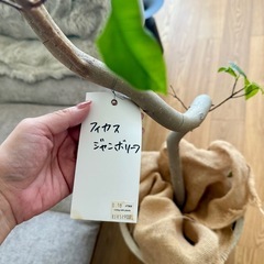 観葉植物3点の画像
