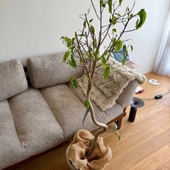 観葉植物3点の画像
