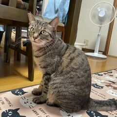 人見知りだけど甘えたい　とても大人しいキジトラちゃん