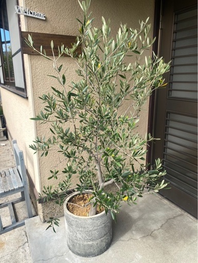 オリーブおしゃれ鉢入り　
オマケ付き　