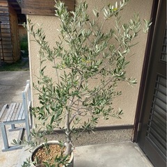 オリーブおしゃれ鉢入り　
オマケ付き　の画像