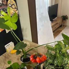 明日11日取引き可能な方価格‼️観葉植物5点セット🪴💓の画像