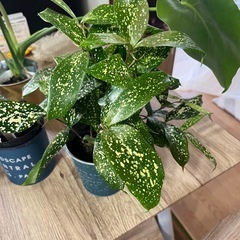 明日11日取引き可能な方価格‼️観葉植物5点セット🪴💓の画像