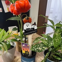 明日11日取引き可能な方価格‼️観葉植物5点セット🪴💓の画像