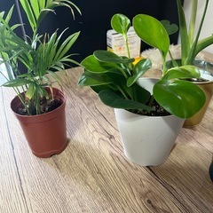 明日11日取引き可能な方価格‼️観葉植物5点セット🪴💓の画像