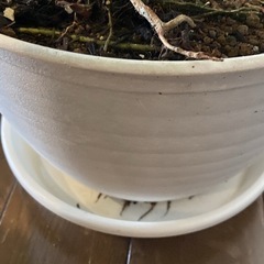 ウンベラータ③約117cm幅約55cm 鉢皿セットの画像