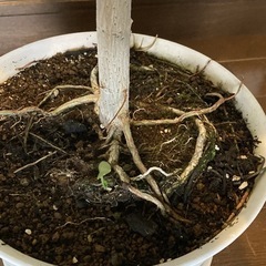 ウンベラータ③約117cm幅約55cm 鉢皿セットの画像