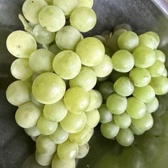 【決まりました】ナイヤガラぶどう の画像