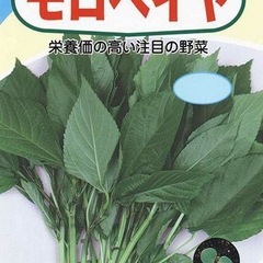 モロヘイヤ　種子　2025年の画像