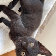 虎模様の黒猫兄妹