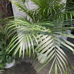 観葉植物　アレカヤシ　高さ１９０センチの画像
